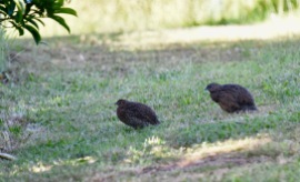 Brown quail eli Coturnix ypsilophora eli suoviiriäinen